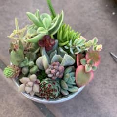 多肉植物 カット苗  寄せ植えのサムネイル