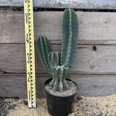 越冬済 柱サボテン 鬼面角 発根 ドライガーデン ブランチ サボテン