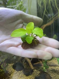 アヌビアスナナ　ゴールデン　ミニ　溶岩石付き　1株のサムネイル
