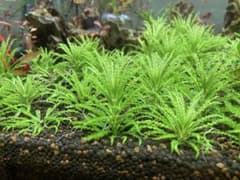 水中葉 ポゴステモンヘルフェリー トリミング株 5株のサムネイル