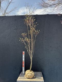 ミツバツツジ　白花　大株　【品番3622】 ミツバツツジ 白花 大株 【品番3622】 - メルカリ
