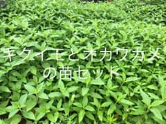 無農薬　キクイモ7とオカワカメ根付き3と大きいムカゴのセットです。のサムネイル