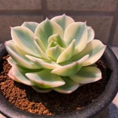多肉植物 ルノーディーンのサムネイル