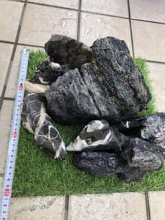 ちん様専用　龍王石・青龍石・青華石のサムネイル