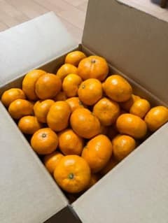 訳あり 静岡みかん（青島温州）5㎏ 2S～4Lサイズ 生産農家直送のサムネイル