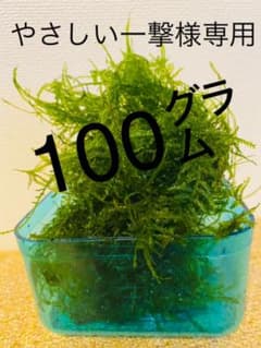 ウィローモス&ウィーピングモスmix★無農薬　約５０㌘のサムネイル