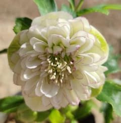 クリスマスローズ ロゼット咲き多弁ピコティ - メルカリ