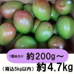 紫5-7】約4.7kg グリーンマンゴー 青マンゴー マンゴー 摘果マンゴー