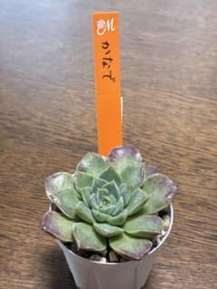 ⭐️札付き⭐️かなで⭐️miya さん苗⭐️第四種郵便⭐️月曜発送予定