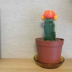 蓮ちゃん様専用のサムネイル