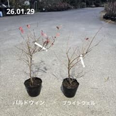 641ブルーベリー苗 3年生 バルドウィンとブライトウェルの2本 - メルカリ