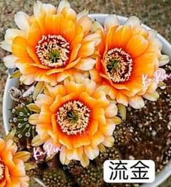70-流金 新品種花サボテン エキノプシス属 群開花 複色咲 カキコ