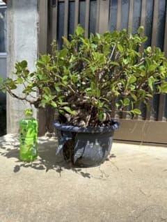 沖縄産ガジュマル　メルカリ便 実生 30年物 沖縄県産ガジュマル - メルカリ