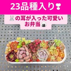 月兎耳入り可愛い多肉ちゃんお弁当のサムネイル