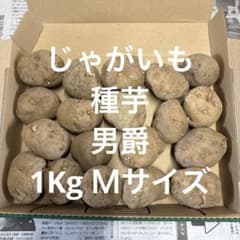 じゃがいも　種芋　男爵　1Kg Mサイズのサムネイル