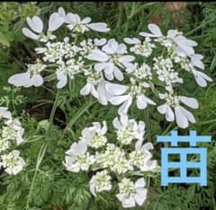 オルレア　7苗のサムネイル