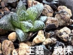 『お値下げ中』ハオルチア　王蟲　子株　発根活着済みのサムネイル