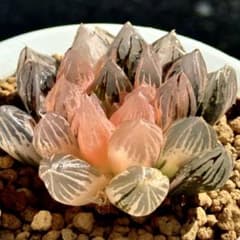 珍しいハオ楽園 紫王オブツーサ錦 H2532超美株 ハオルチア - メルカリ