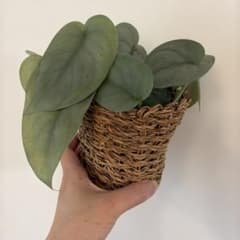 スキンダプサス プラチナのサムネイル