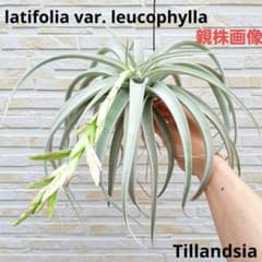 チランジア ラティフォリア レウコフィラ(リューコフィラ) Tillandsia 図鑑 フラワー・ガーデニング チランジア ラティフォリア レウコフィラ