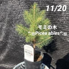 ①*ஐクリスマスツリーに最適*:ஐモミの木・ピセア・苗木【ドイツ