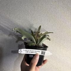 ビカクシダ ウィリンキー バクテリア スポア - メルカリ