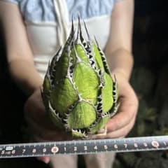 Y*Y様 159 アガベ ホリダ 極上株 極上強刺 Agave horrida 601 アガベ ホリダ 極上株 極上強刺 Agave horrida - メルカリ