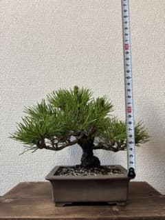 赤松 盆栽 小品盆栽のサムネイル