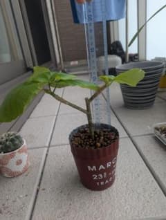 フィカス・ウンベラータ観葉植物のサムネイル