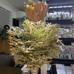 ビカクシダ P. willinckii Elves エルビス　子株 #3 ビカクシダ P. willinckii Elves エルビス 子株 #3 - メルカリ