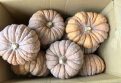 勝間南瓜　日本かぼちゃ　大阪伝統野菜　約7kg ダイエットのサムネイル