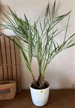 植木屋さんのココスヤシ3本立ち/6号④のサムネイル