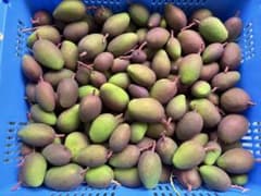 沖縄産グリーンマンゴー14キロ - メルカリ