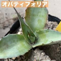 アガベ オバティフォリア 苗71 - メルカリ