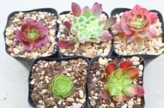 アエオニウム　銅花順錦3株　セール　メルカリ便発送 アエオニウム5品種セット「Green Demon&銅花順錦&FirstLove… - メルカリ