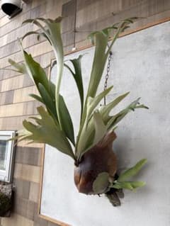 たーくん様専用のサムネイル