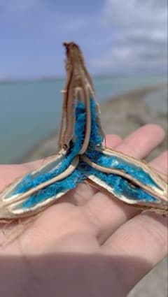 旅人の木　タビビトノキ　種　希少　沖縄　宮古島　スピリチュアル　ドライフラワーのサムネイル