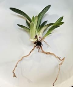 ガステリア　子宝錦　Aのサムネイル