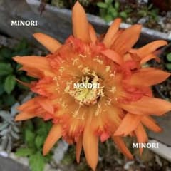 オレンジパーパー 柱サボテン 花サボテン 花22-25cm 巨大カキコ - メルカリ
