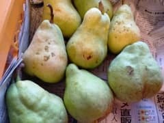 大小キズあり　ル・レクチェのサムネイル