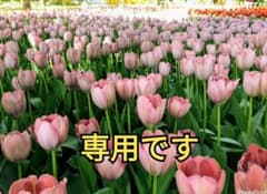 大幅再値下げ＊VELOURS et BEIGE＊ パンプス  新品❗️のサムネイル