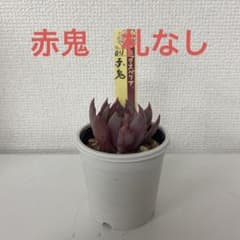 おらいさん　ミックスベリア　赤鬼のサムネイル