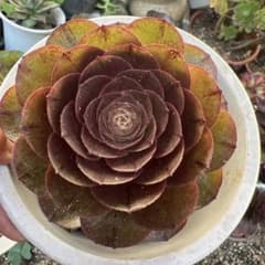 多肉植物。 辛尼亚法師錦。 抜き苗 多肉植物。ハロウィン。ラス・法師錦抜き苗 - メルカリ