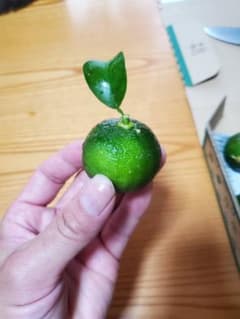 無農薬青柚子のサムネイル
