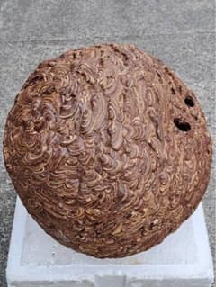 蜂の巣　特大 巨大 スズメバチの巣 直径約45〜55cm天然物 標本 オブジェ 蜂の巣 特大 巨大 スズメバチの巣 直径約45〜55cm天然物 標本 オブジェ