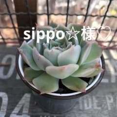 sippo☆毎週土or日発送様 リクエスト 2点 まとめ商品のサムネイル