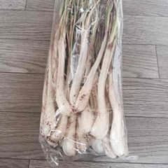 ② 土付き 島らっきょう (ピリ辛で旨い) 県産品 らっきょうのサムネイル