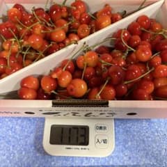 【紅秀峰本日最終】クール便山形県産さくらんぼ 紅秀峰 訳ありのサムネイル