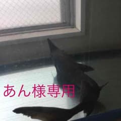 あん様専用のサムネイル