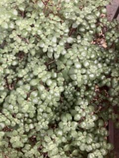 多肉植物　ブロウメアナ　カット35本のサムネイル